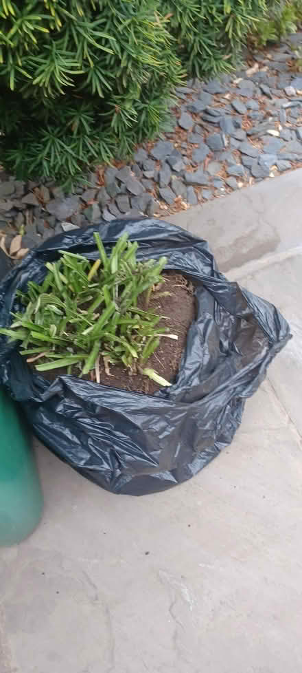 Photo of free Large Hosta (West Watford WD18) #1