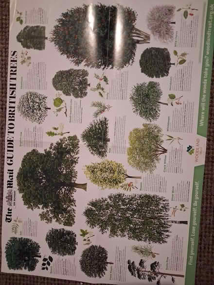 Photo of free Flowers/trees of Britain (Styvechale, Coventry CV3) #2