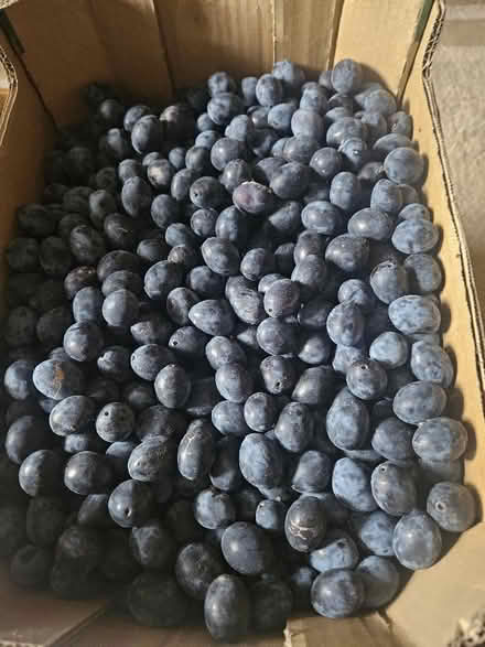 Photo of free Organic Damsons (Northgate Village CH2) #1