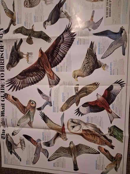Photo of free Poster - birds & birds of prey (Styvechale, Coventry CV3) #1