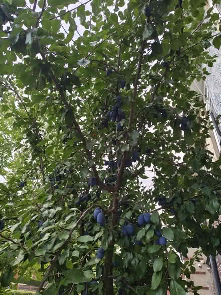 Photo of free Plums (Sheffield) #1