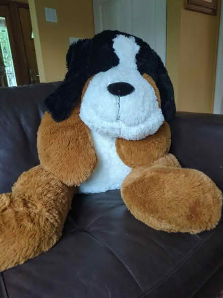Photo of free Big puppy dog soft and cuddly (Leonardo/Middletown) #1