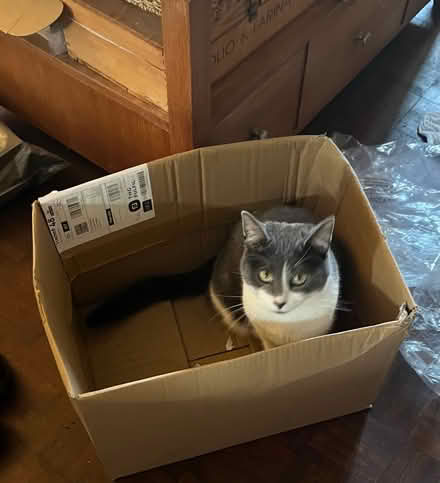 Photo of free Cardboard boxes (Upton CH2) #2