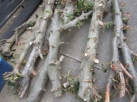 Photo of free Beech logs (Willowbrae EH8) #1