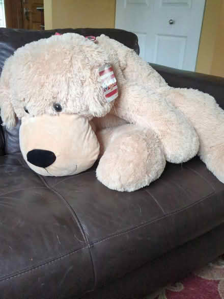 Photo of free New Big puppy dog (Leonardo/Middletown) #2