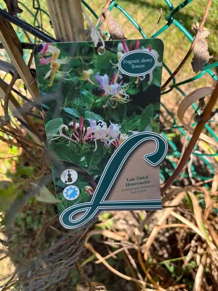 Photo of free Honeysuckle (SE AA) #1