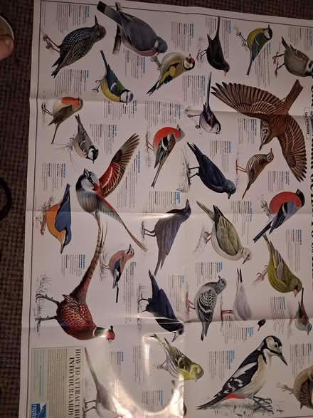 Photo of free Poster - birds & birds of prey (Styvechale, Coventry CV3) #2