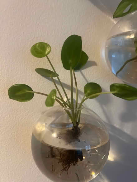 Photo of free Pilea rooted cuttings (Limehouse E14) #1