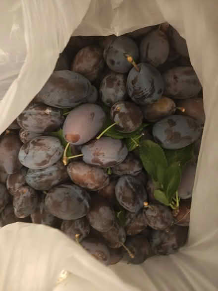 Photo of free Plums (Sheffield) #3
