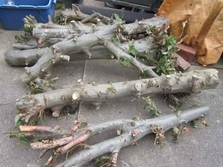Photo of free Beech logs (Willowbrae EH8) #2