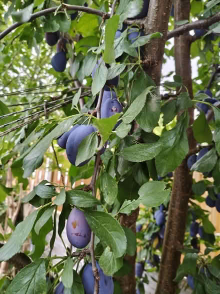 Photo of free Plums (Sheffield) #2