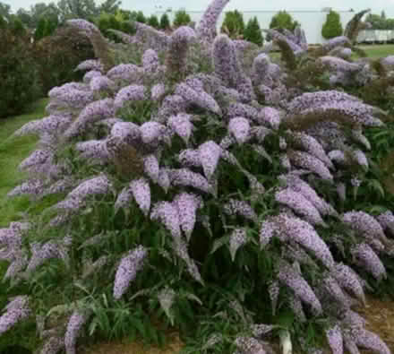 Photo of Saplings/ buddleia (Carlton in Lindrick, S81) #1