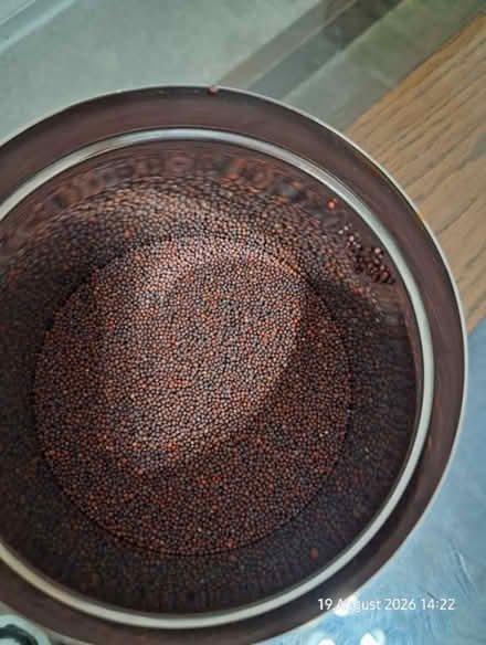 Photo of free Broccoli seeds (Middleton M24) #1