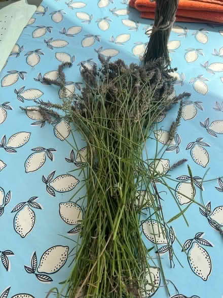 Photo of free Lavender (Packsaddle BA11) #1