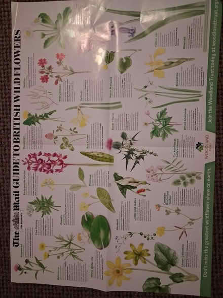 Photo of free Flowers/trees of Britain (Styvechale, Coventry CV3) #1