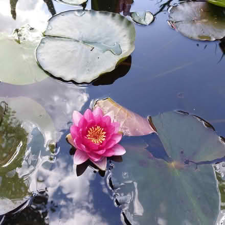 Photo of free Pond lily (Slough SL2) #1