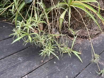 Photo of free spider plants (Lawrence/ El Camino Real) #1