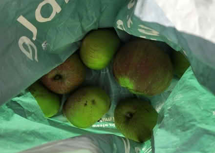 Photo of free Bags of apples, bramleys (Purbrook PO7) #1