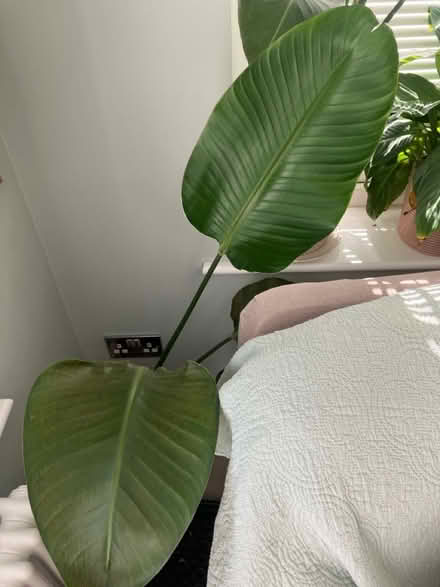 Photo of free Two indoor house plants (Wickford SS12) #2