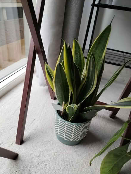 Photo of free Plants (Staines-upon-Thames TW18) #2