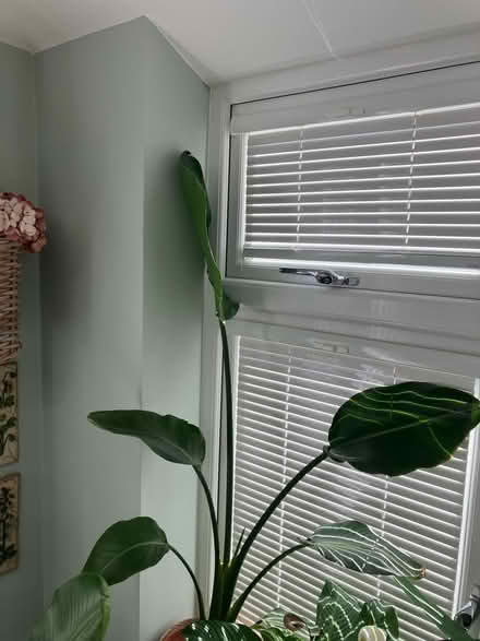 Photo of free Two indoor plants (Wickford SS12) #1