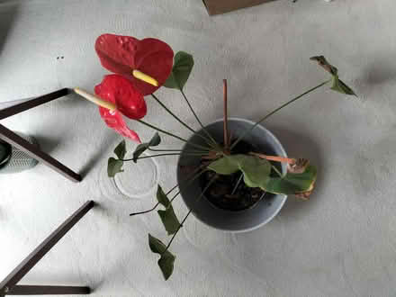 Photo of free Plants (Staines-upon-Thames TW18) #1