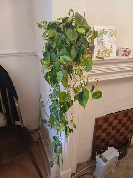 Photo of free Philodendron brazil (gosport PO12) #1