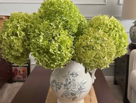 Photo of Hydrangea flower heads (Burscough Bridge L40) #1