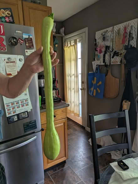 Photo of free Zucchetta AKA Gagootz squash (Matawan) #1