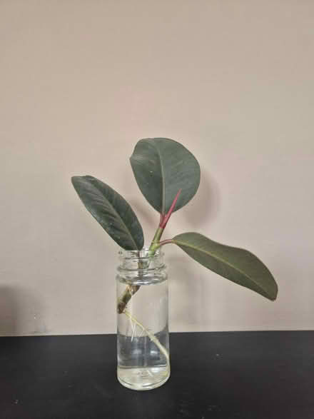 Photo of free Rubber Plant (Rainbow Hill WR3) #1