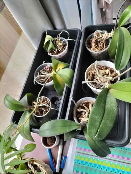 Photo of free Plants (Staines-upon-Thames TW18) #3