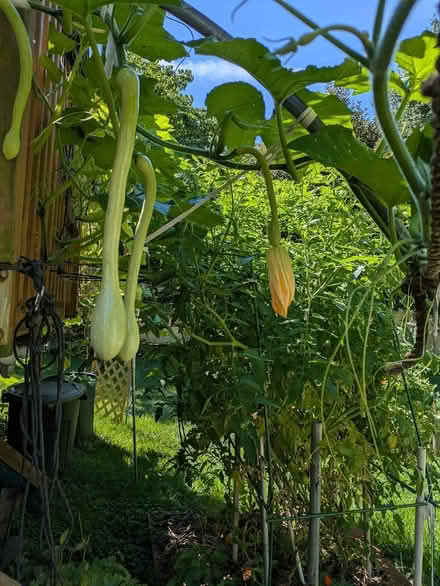 Photo of free Zucchetta AKA Gagootz squash (Matawan) #2