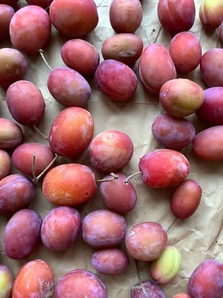 Photo of free Plums (Cromford DE4) #1