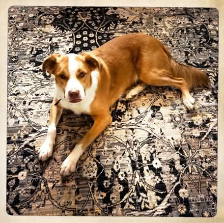 Photo of free 8x10 oriental rug (83rd & Mendingwall) #1