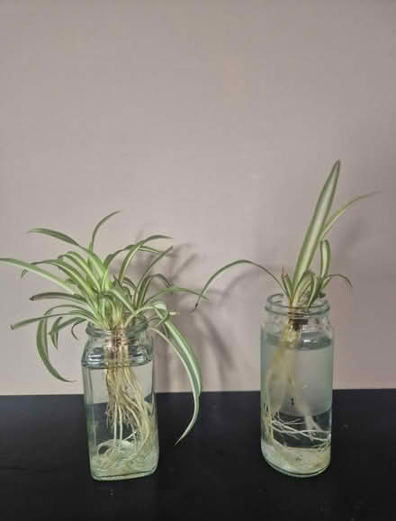 Photo of free Spider Plant Babies (Rainbow Hill WR3) #1