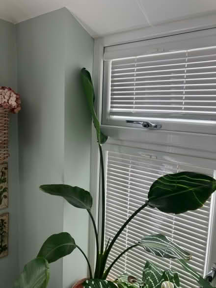 Photo of free Two indoor house plants (Wickford SS12) #1