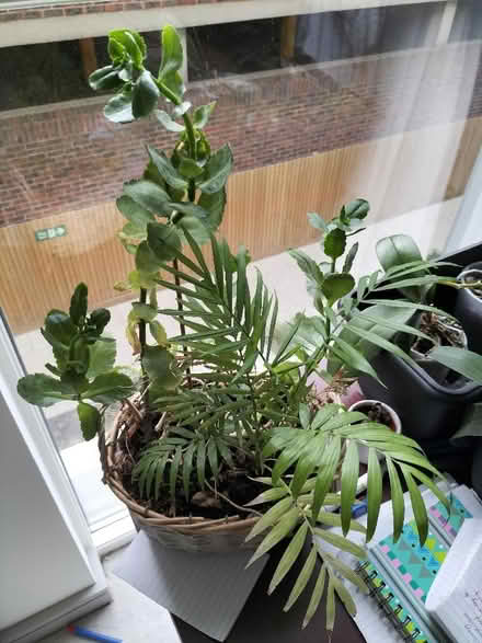 Photo of free Plants (Staines-upon-Thames TW18) #4