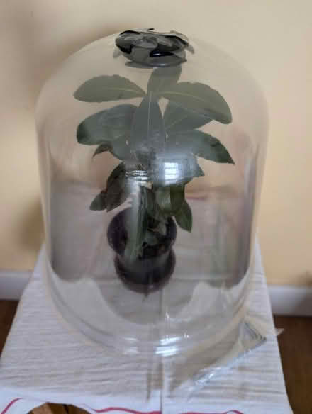 Photo of free Garden Plant Cloches (South Tonbridge TN9) #2