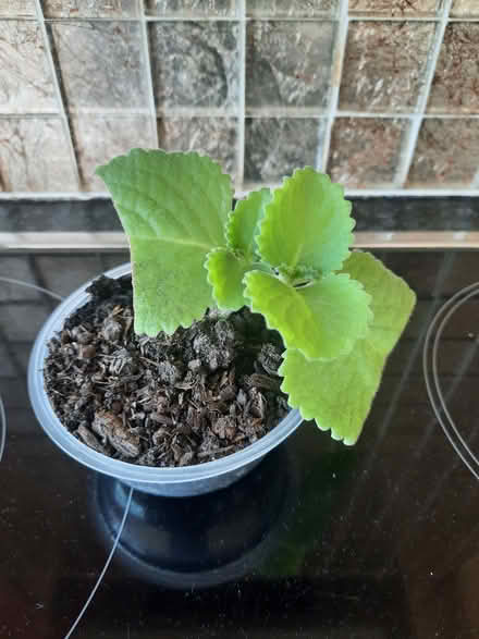 Photo of free Broad Leaf Thyme (Morden SM4) #1