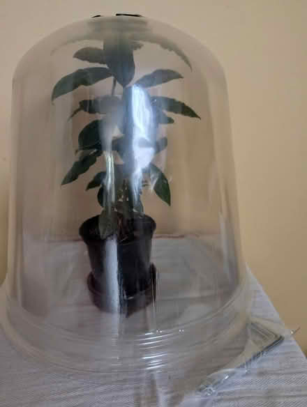 Photo of free Garden Plant Cloches (South Tonbridge TN9) #1