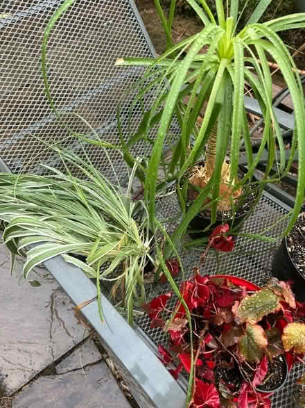 Photo of free House plants in need of TLC (Little Chalfont HP8) #1