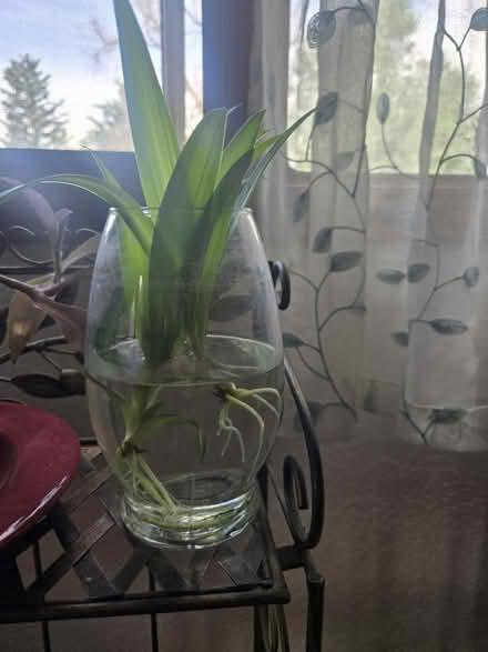 Photo of free Lots of baby spider cuttings/plants (Gill) #2
