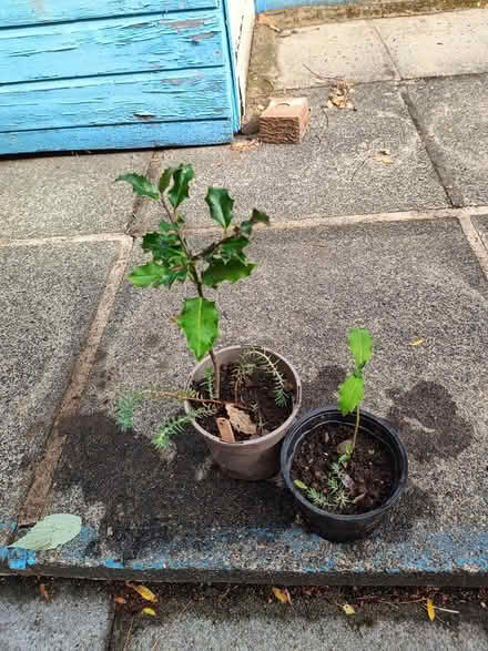 Photo of free Plants (Daybrook NG5) #2