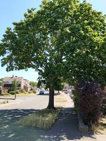 Photo of free Baby Sycamore Sapling. (Parson's Heath CO4) #4