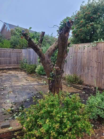 Photo of free Apple Tree (Benfield Valley BN3) #1