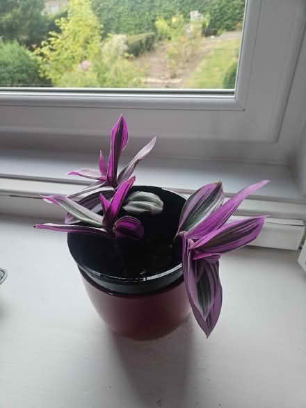 Photo of free Tradescantia Cuttings (Broughty Ferry DD5) #1