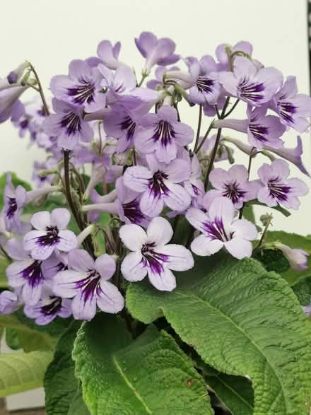Photo of Cape Primrose - Streptocarpus (Clevedon BS21) #1