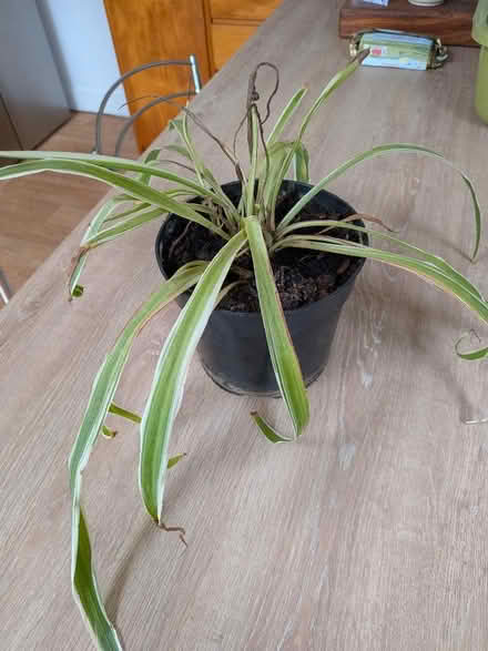 Photo of free Spider plant (Chippenham SN14) #1