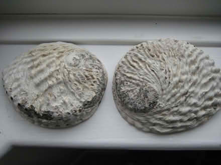 Photo of free Abalone shells (Ruddington NG11) #3