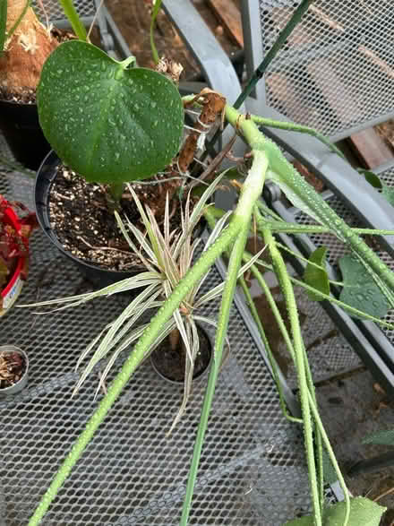 Photo of free House plants in need of TLC (Little Chalfont HP8) #4